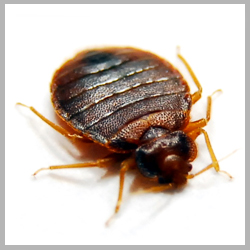 Bed Bugs